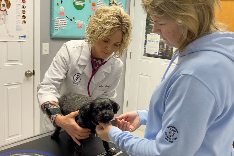 Veterinarian in Williamsfield