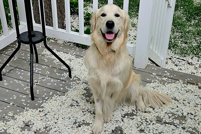 Wags and Whiskers Veterinary Services, PLLC Special Offer