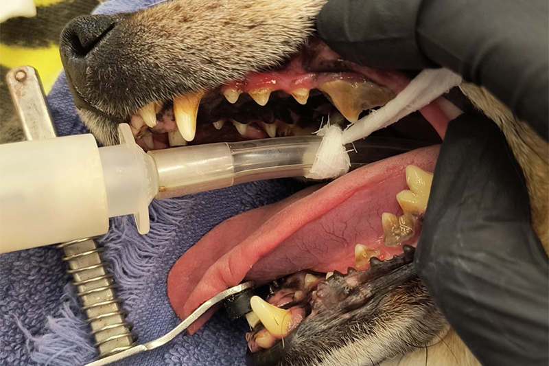 Pet Dental Cleanings in Williamsfield & Elmwood
