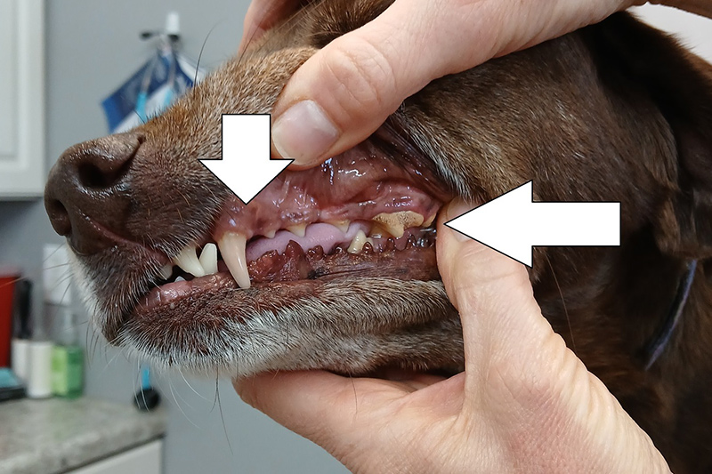 Dental Care in Williamsfield & Elmwood