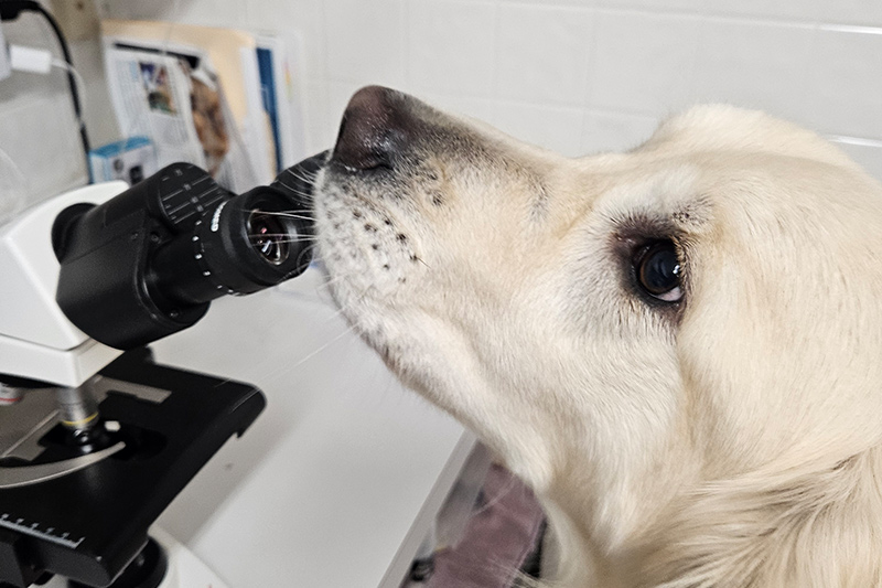 Diagnostics in Williamsfield & Elmwood