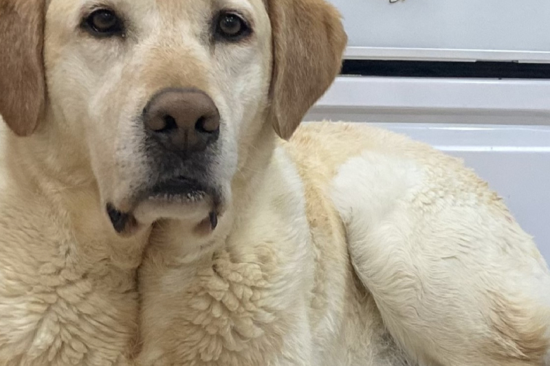 Senior Care in Williamsfield & Elmwood