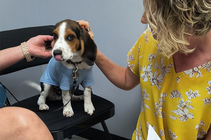 Wellness Exams and Plans in Williamsfield & Elmwood