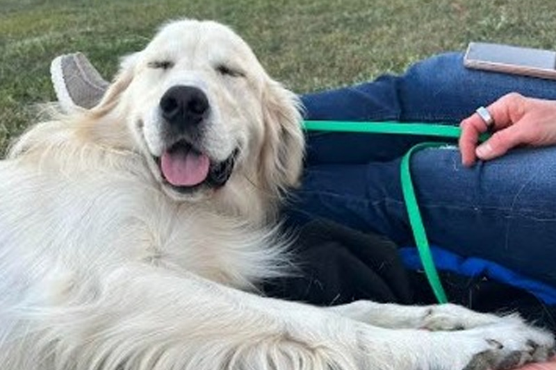 Wags and Whiskers Veterinary Services, PLLC Special Offer